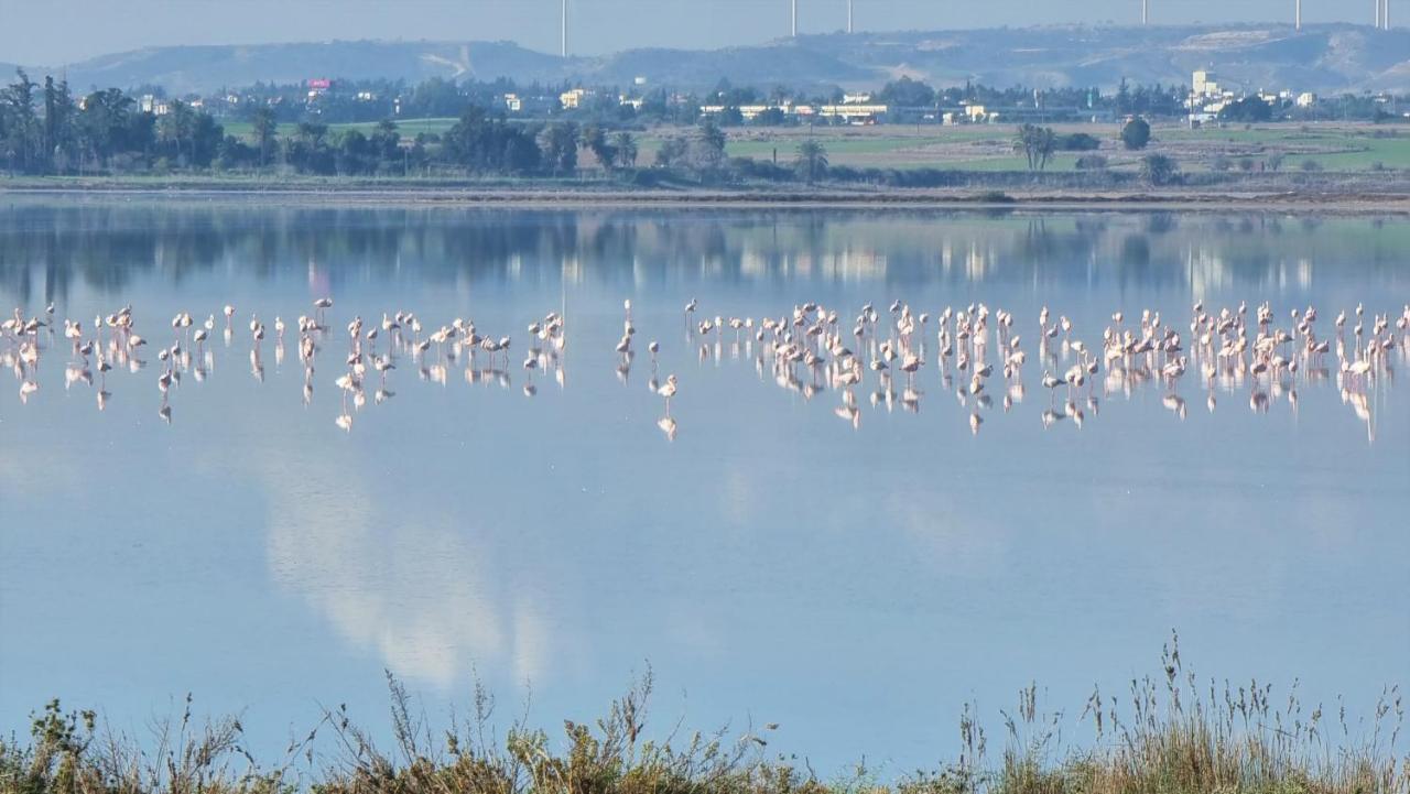Cozy Beach Apt / 100 MBit+ Netflix / Near Airport Larnaca Zewnętrze zdjęcie